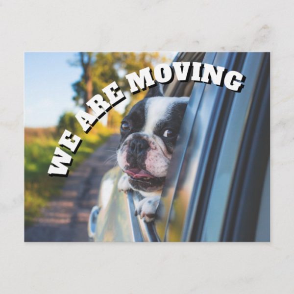 Cute Boxer Dog in Car Change Address Announcement Postcard