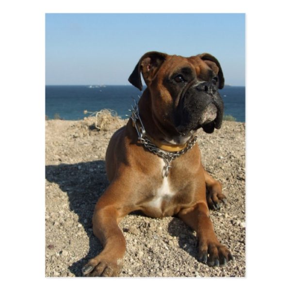 Cute Boxer Dog Postcard