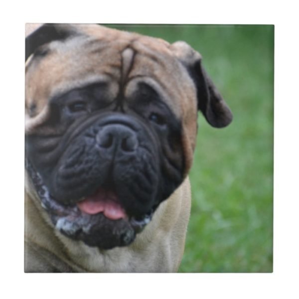 Cute Bullmastiff Tile