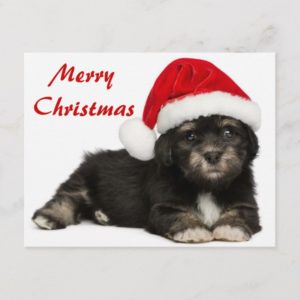 Cute Christmas Havanese Puppy Dog Holiday Postcard