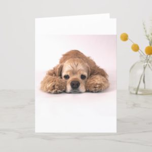 Cute Cocker Spaniel Card