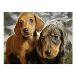 Cute Dachshund Puppies (Brown/Black) Postcard