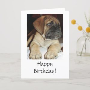 Cute English Mastiff Puppy photo - Happy Birthday Card