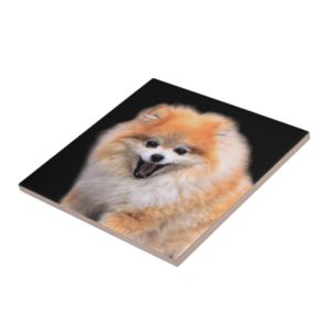 Cute Laughing Pomeranian Dog Ceramic Tile