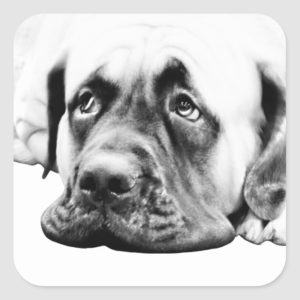 Cute Mastiff dog Square Sticker