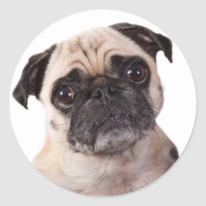 cute pug dog classic round sticker