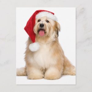 Cute Reddish Sitting Christmas Havanese Puppy Holiday Postcard