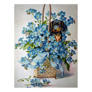 Dachshund and Forget-Me-Nots Postcard