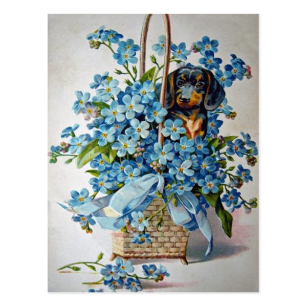 Dachshund and Forget-Me-Nots Postcard