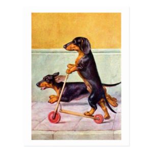 Dachshund on scooter vintage postcard