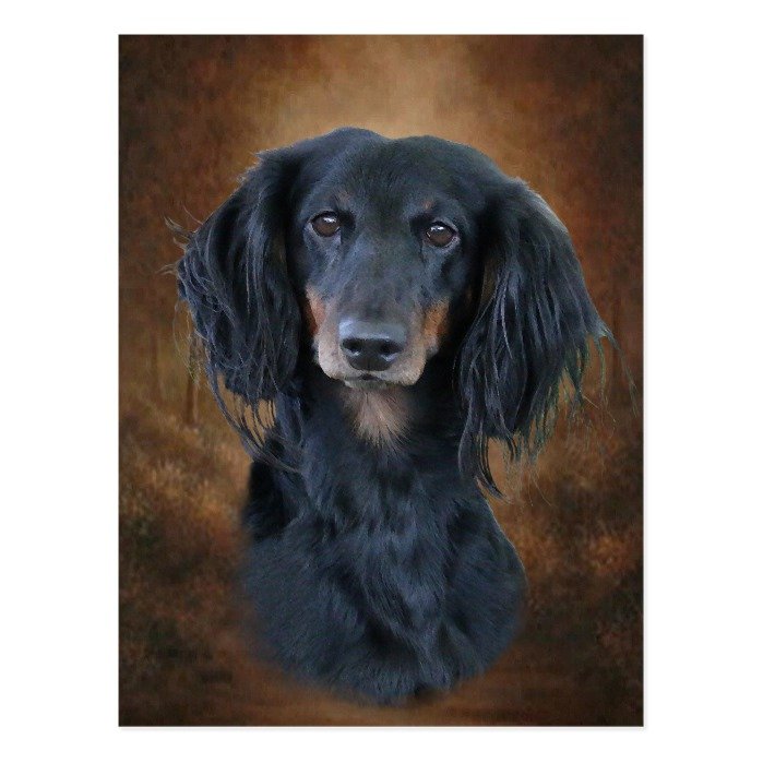 Dachshund Postcard