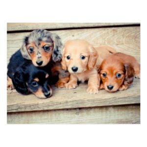 Dachshund Puppies Postcard