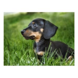 Dachshund Puppy in Grass Postcard