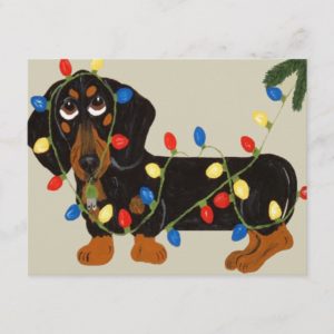Dachshund Tangled In Christmas Lights Blk/Tan Holiday Postcard