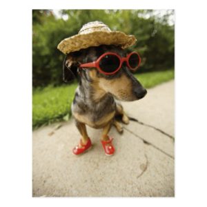 Dachshund with Summer Hat & Glasses Postcard