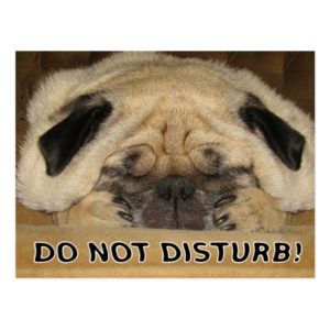 Do Not Disturb Pug Postcard