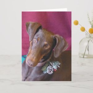 Doberman (Holly) in her Christmas Decoration! Holiday Card