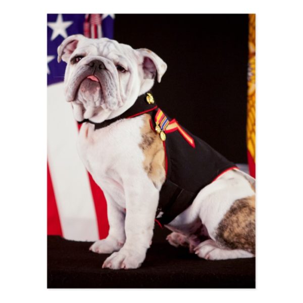 dog bulldog Navy official mascot Postcard