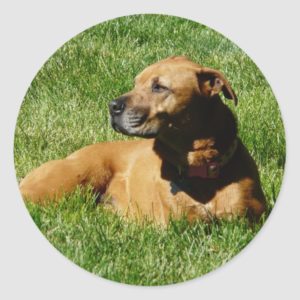 dog,pitbull/boxer mix classic round sticker