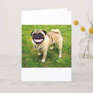 dog smile pug cute card