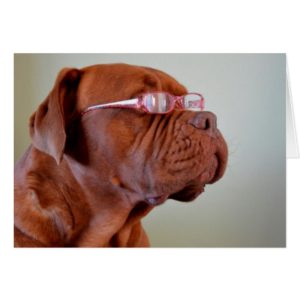 Dog Wearing Pink Eyeglasses