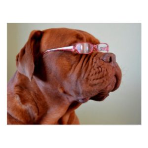 Dog Wearing Pink Eyeglasses Postcard