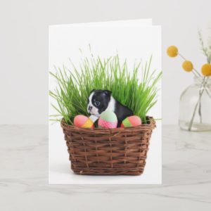 Easter Boston Terrier  dog Holiday Card
