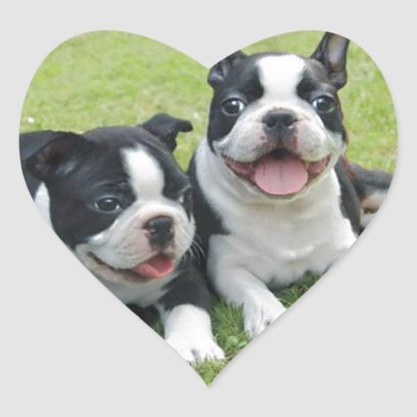 Easter Boston Terriers Heart Sticker