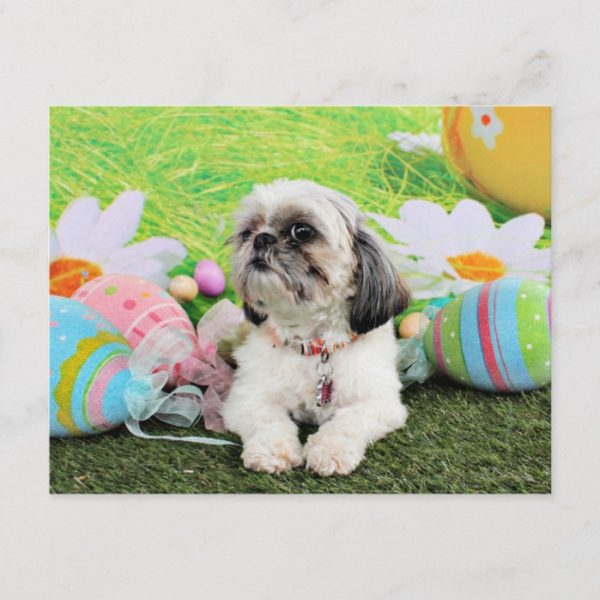 Easter - Shih Tzu - Sophie Holiday Postcard