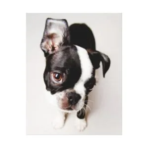 Edison Boston Terrier puppy. Canvas Print