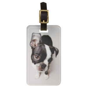 Edison Boston Terrier puppy. Luggage Tag