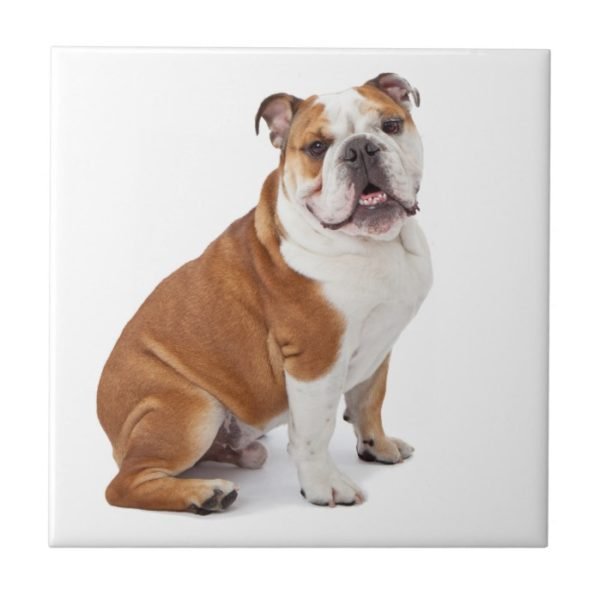 English British Bulldog Tile