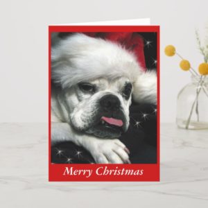 English Bulldog Christmas card. Holiday Card