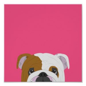 English Bulldog Cute Dog Portrait Illustration Poster