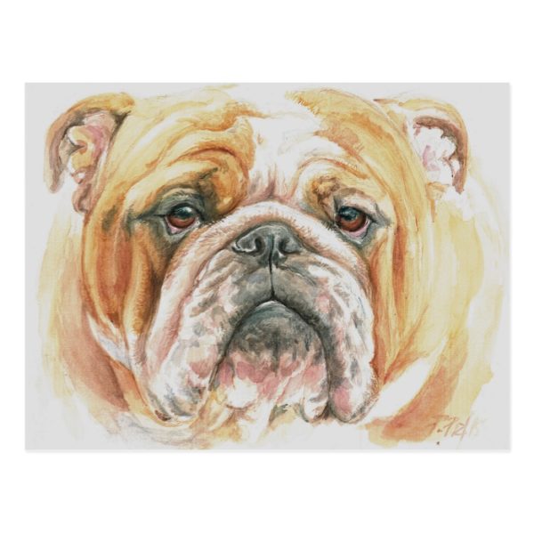 English Bulldog Face Watercolor painting Postcard