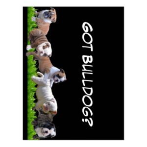 English Bulldog Postcard