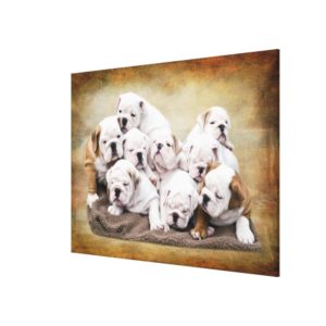 English Bulldog Puppies Canvas Print