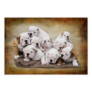 English Bulldog Puppies Poster