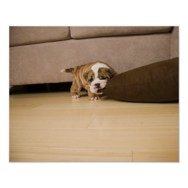 English Bulldog puppy biting pillow Poster