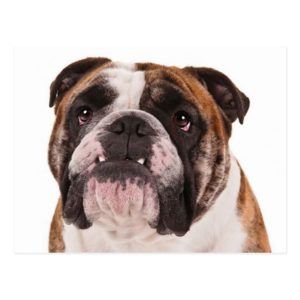 English Bulldog Puppy Dog - Hello, Miss You, Blank Postcard