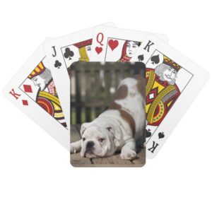 English Bulldog Puppy Playing Cards