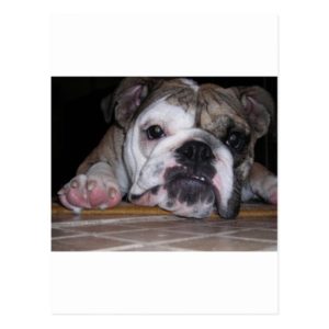 English Bulldog Puppy Postcard