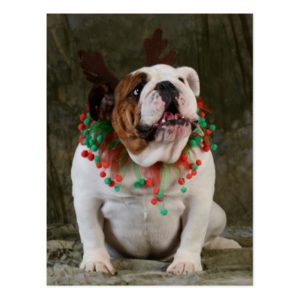 English Bulldog Reindeer Postcard