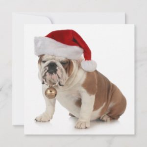 English Bulldog Wearing Santa Hat Holiday Card