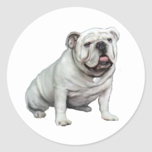 English Bulldog - White 1 Classic Round Sticker