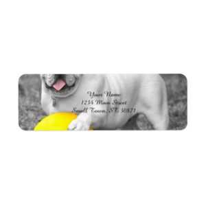 English bulldog white and the yellow ball label
