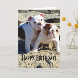 English Bulldogs Puppy Love Birthday Card