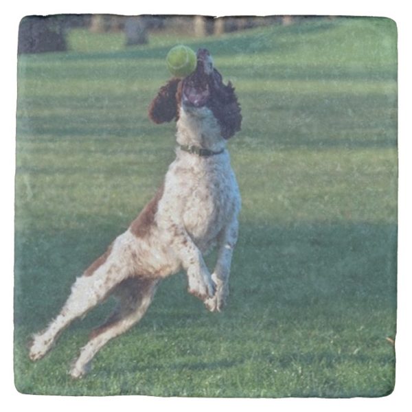 english springer catching ball.png stone coaster