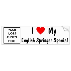 English Springer Spaniel Bumper Sticker