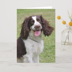 English Springer Spaniel dog blank note card